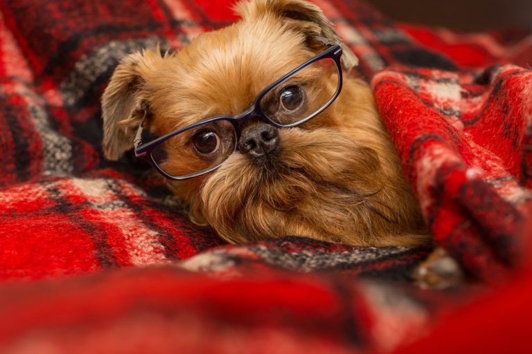 Dog with glasses